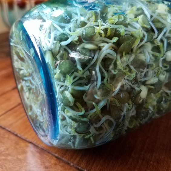 Homegrown Sprouts Recipe 
